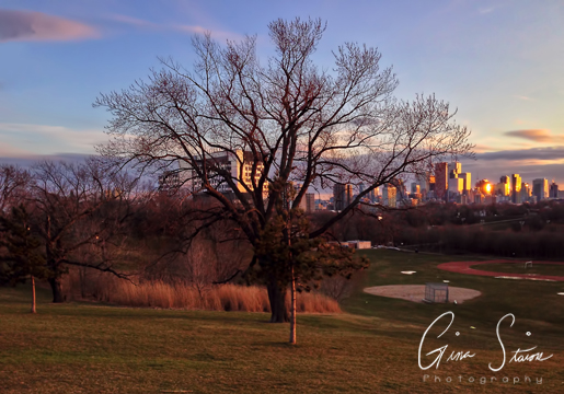 Tree and Toronto Skyline