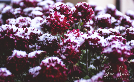 Snow Covered Flowers on November 11th, 2019.